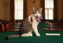 "لاري" القط الأشهر في بريطانيا يستعد للرحيل